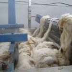 show-63-hali-yikama-sanliurfa-yun-yikama